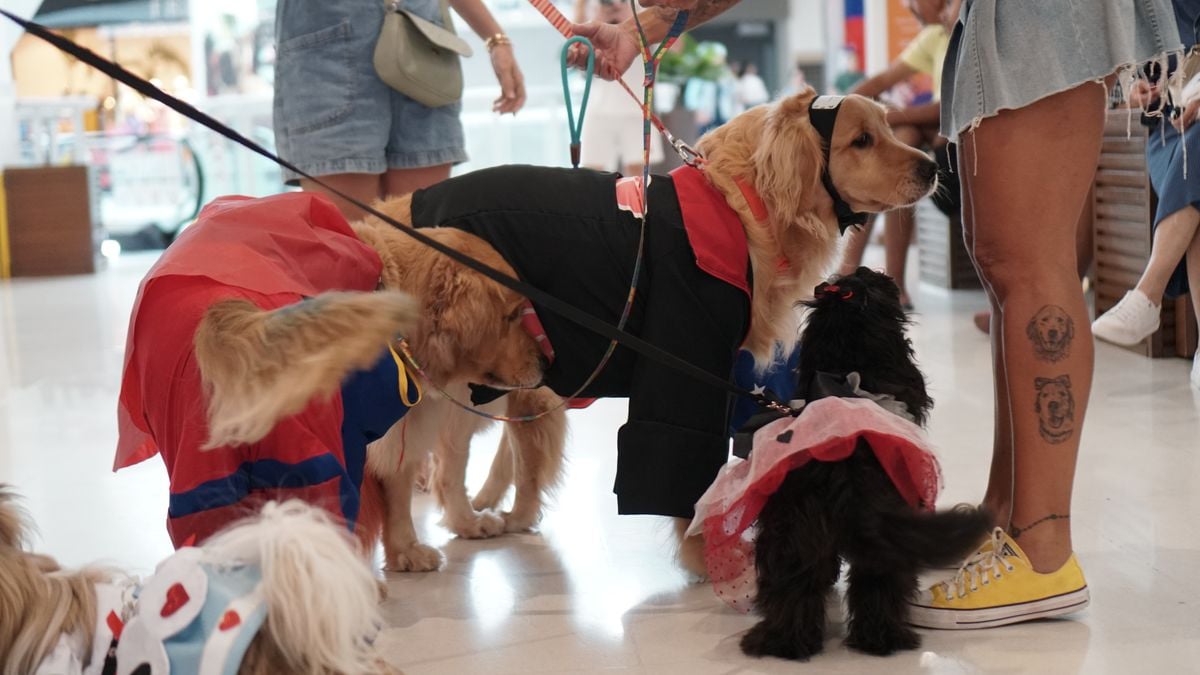 Cosplay de pets no Shopping Bela Vista por Ana Lúcia / CORREIO