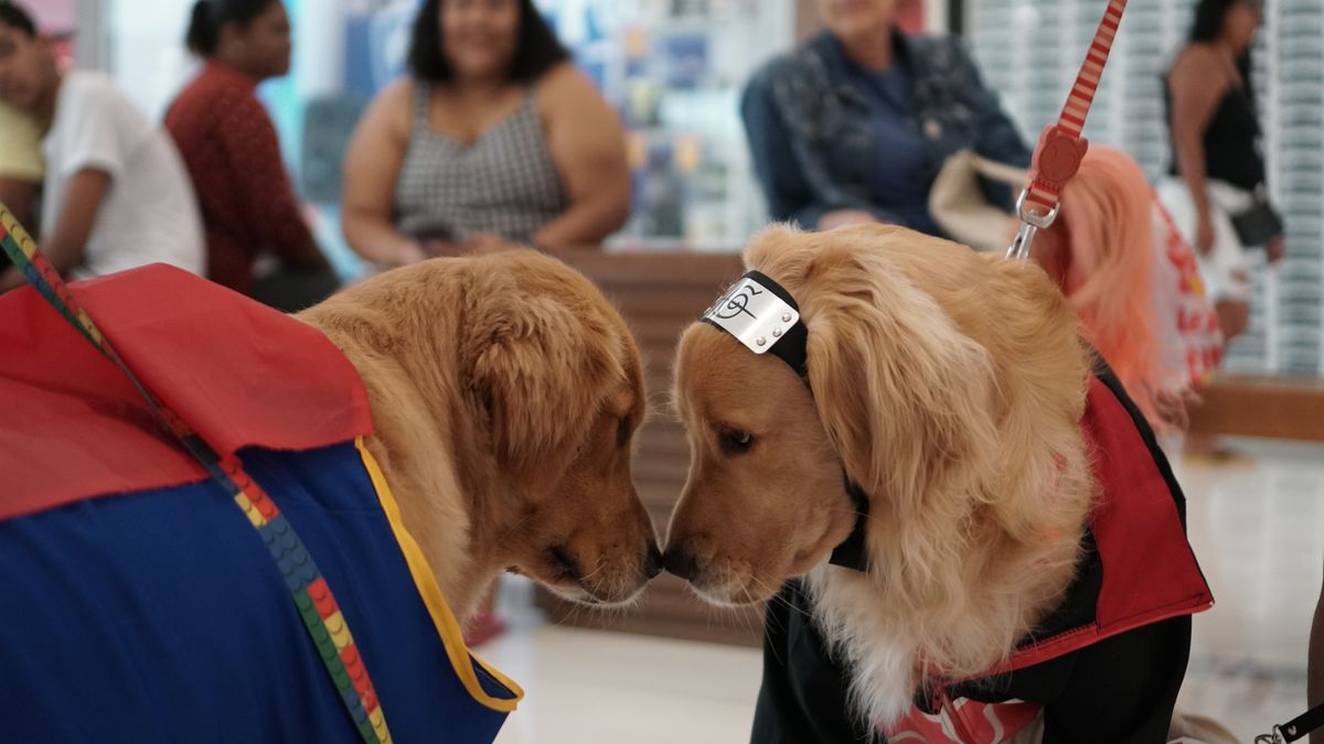 Cosplay de pets no Shopping Bela Vista por Ana Lúcia / CORREIO