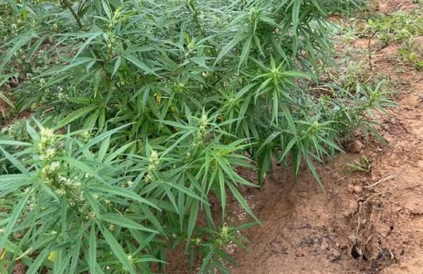 Maconha foi encontrada na região conhecida como 'Ilha Redonda de Cima' por Polícia Militar (BA)/ Divulgação