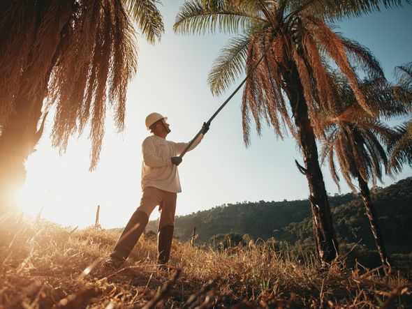 Imagem - Bahia aposta em biocombustíveis e hidrogênio verde para substituir combustíveis fósseis