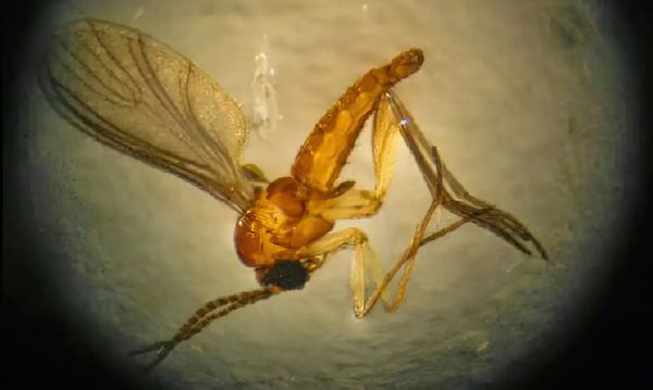 Febre Oropouche é causada pelo mosquito maruim (mosquito-pólvora ou borrachudo)