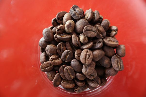 As espécies de café mais cultivadas no Brasil são arábica e conilon