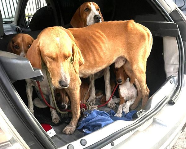 Cachorros em situação de maus tratos estavam na mala de carro