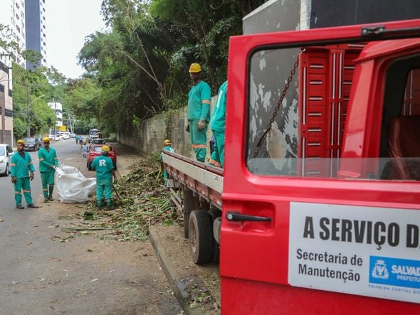 Imagem - Seman podou mais de 24 mil árvores em seis meses na capital baiana