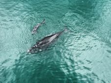 Imagem - 27 baleias são observadas em um único dia no mar de Salvador