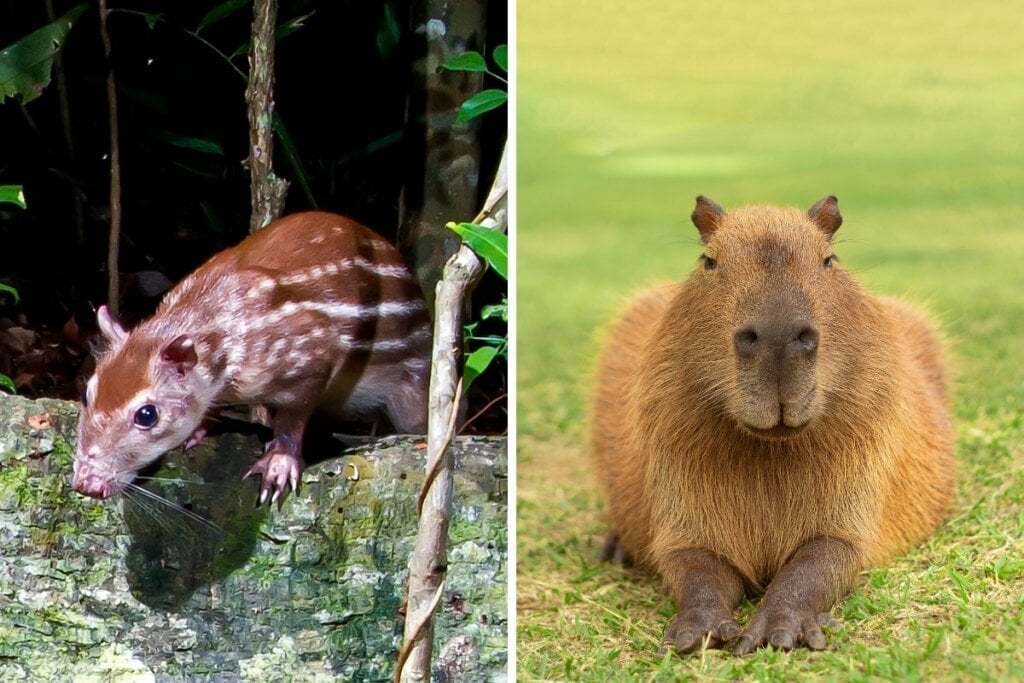A paca é um roedor noturno e terrestre, já a capivara é o maior roedor do mundo (Imagem: Leonardo Mercon e Steph Mattioli | Shutterstock) por  