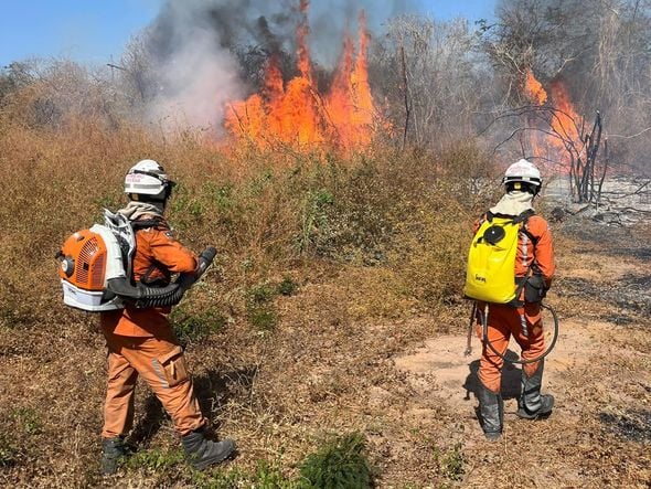 Imagem - Bombeiros já registraram 422 incêndios florestais na Bahia em 2024