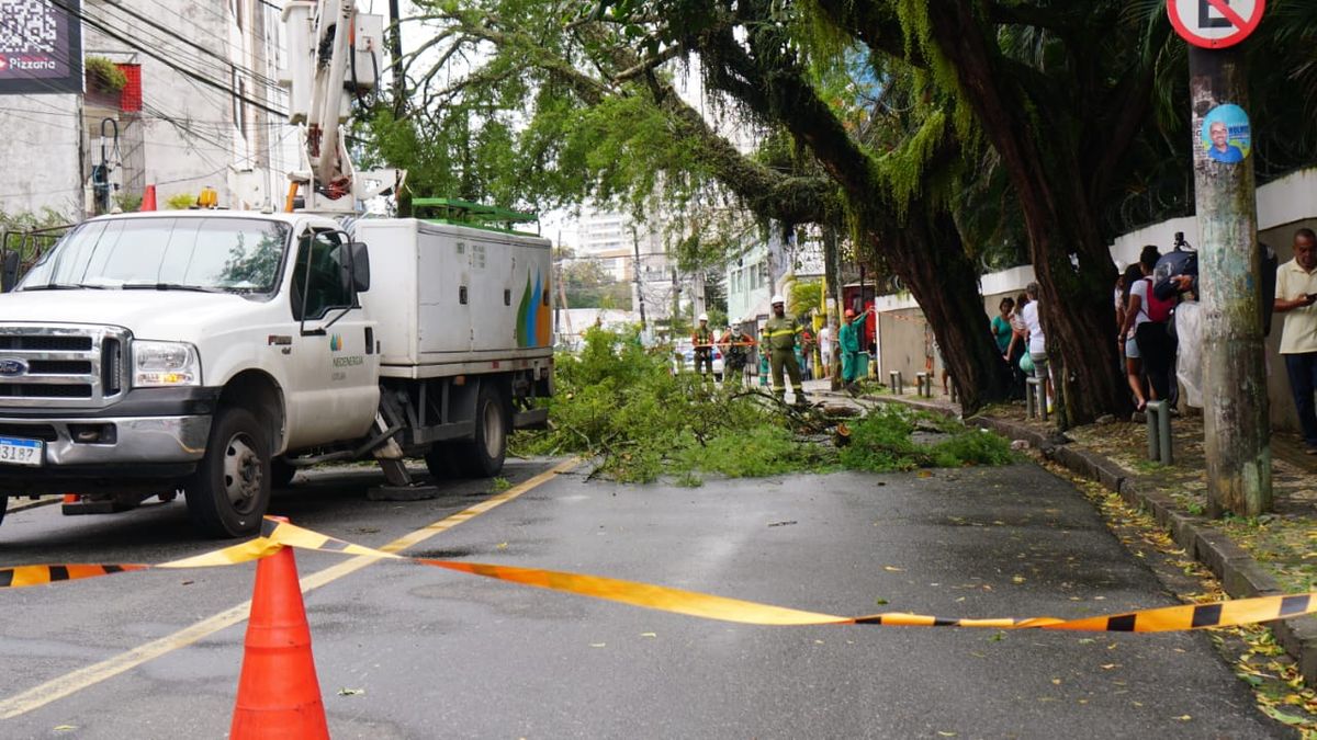 Árvore caída na Ladeira do Acupe de Brotas