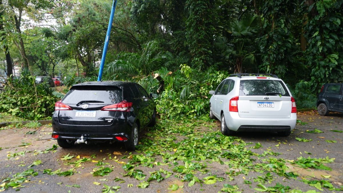 Galhos de árvore atingiram carros estacionados na Escola de Medicina Veterinária da Ufba