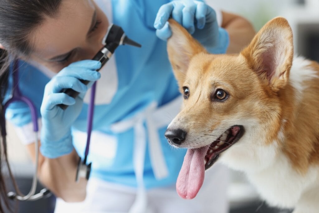 Imagem Edicase Brasil