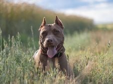 Imagem - MG libera adoção, mas mantém proibida procriação e entrada de pit bulls no estado; entenda