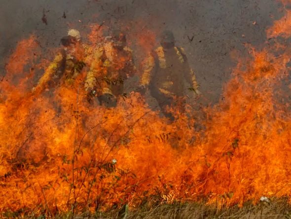 Imagem - Parque da Cantareira é fechado por causa de incêndio; total chega a 81