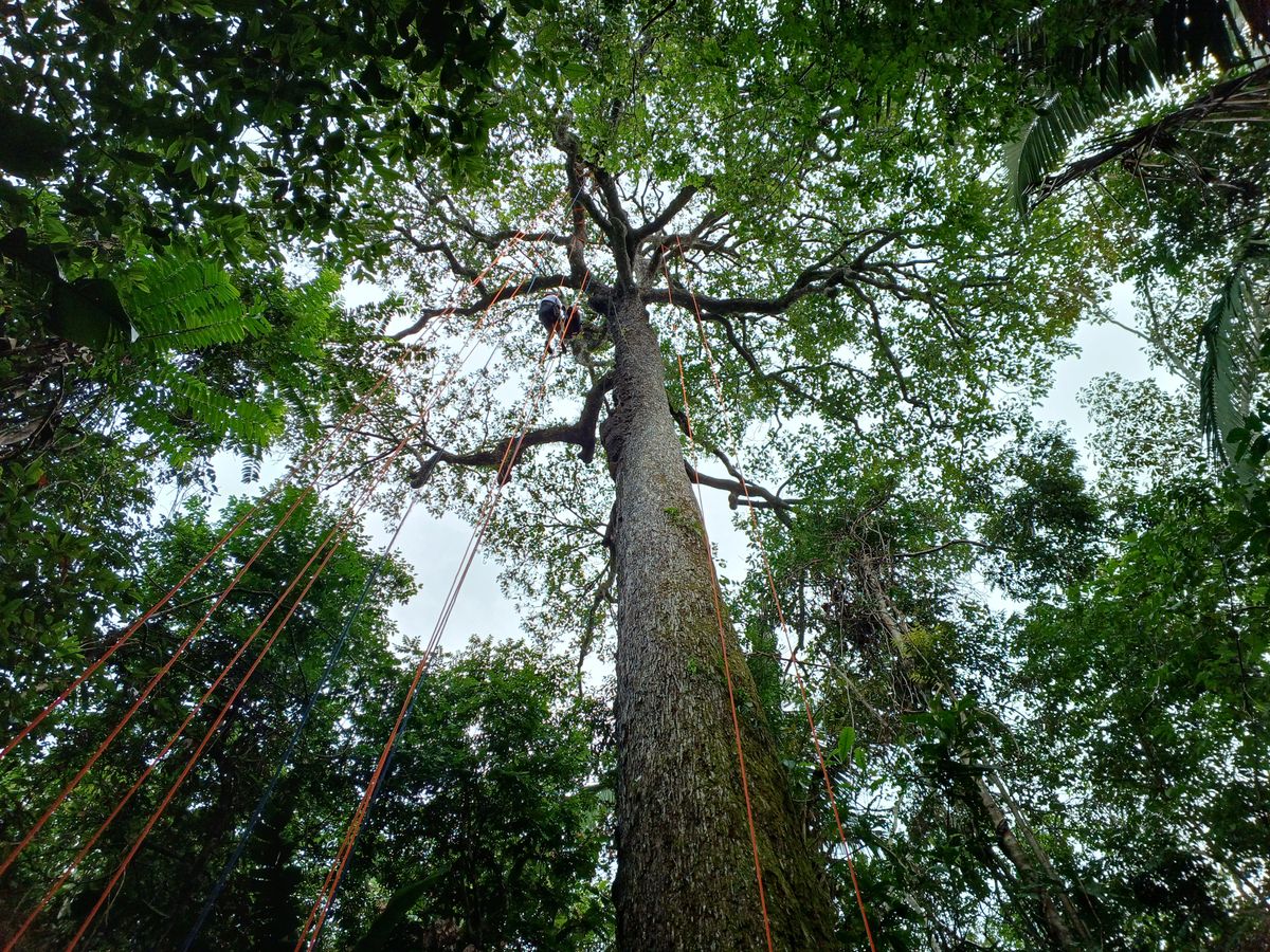 Árvore de 40 metros na Floresta Amazônica para escalada