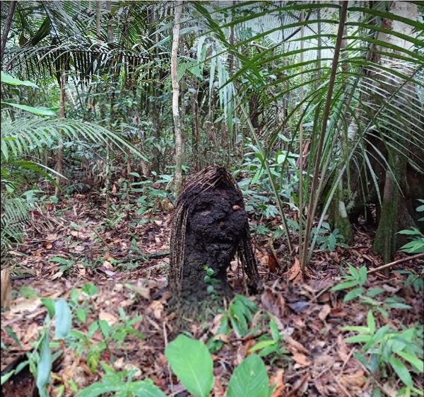 Escultura de um curupira na Floresta Amazônica