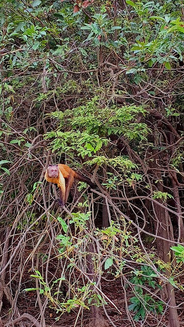 Macaco entre as árvores na Floresta Amazônica por Brenda Viana / CORREIO