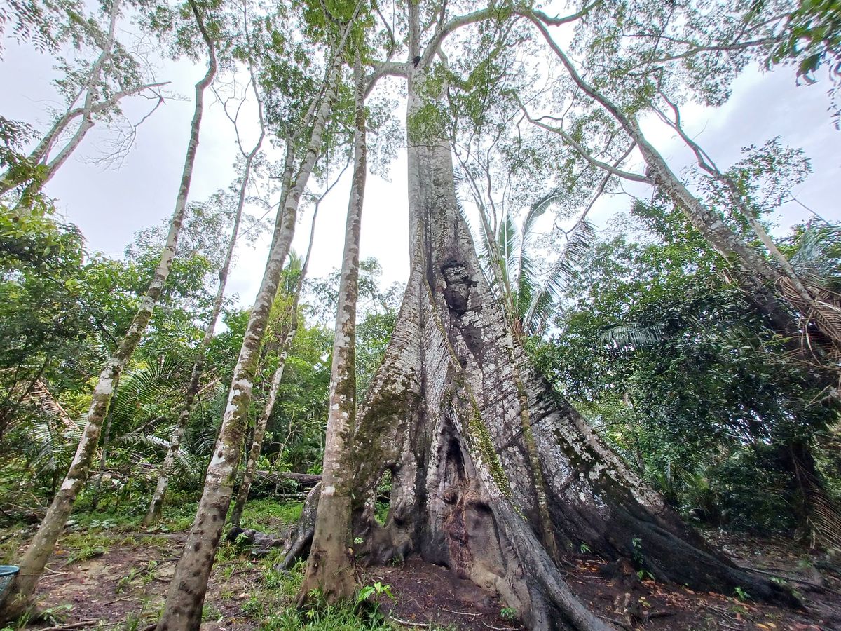 Sumaúma, árvore de mais de 200 anos na Floresta Amazônica