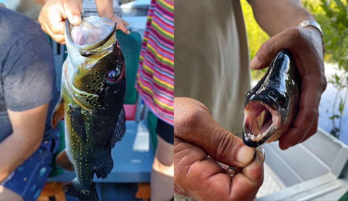 Tucunaré e piranha no Rio Amazonas