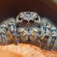 Imagem - 7 curiosidades surpreendentes sobre as aranhas