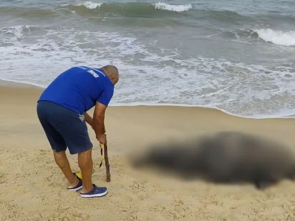 Imagem - Baleia jubarte é encontrada morta em praia do sul da Bahia