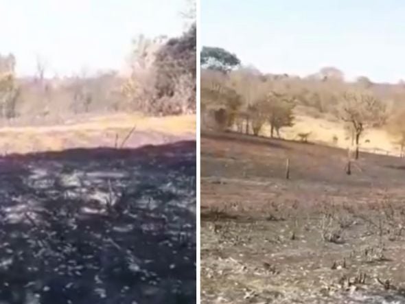 Imagem - Ainda vai ter lápis de cor? Floresta da Faber-Castell é atingida por incêndio