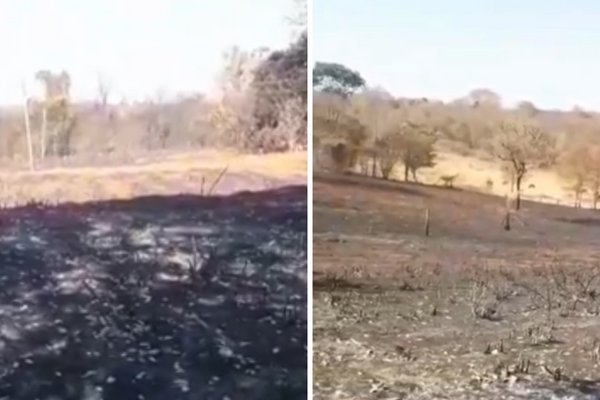 Floresta da Faber-Castell é atingida por incêndio em Minas Gerais