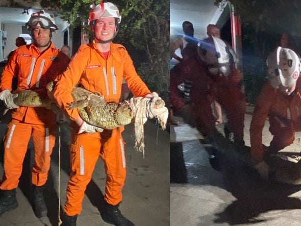 Imagem - Jacaré é encontrado dentro de casa em cidade baiana