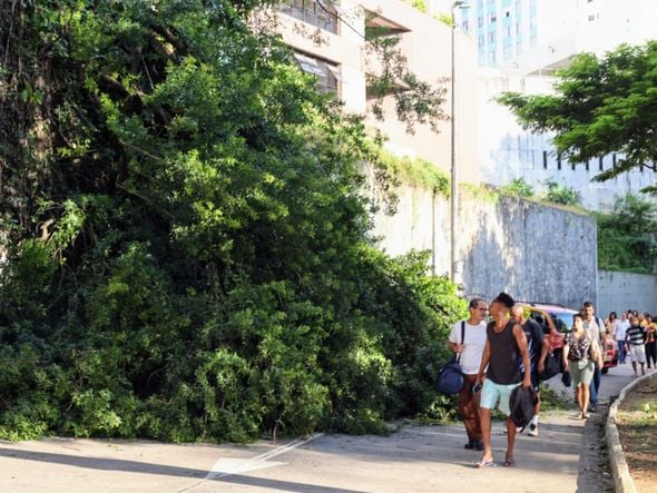 Imagem - Árvore cai e interdita acesso à ladeira no Vale do Canela