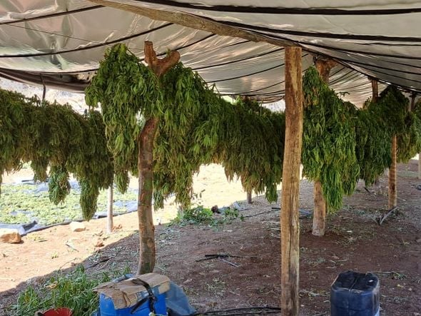 Imagem - Laboratório de maconha é desmantelado em região de Irecê