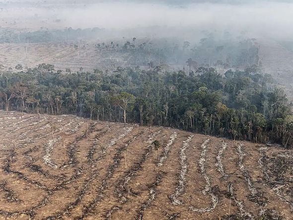 Imagem - Degradação de florestas na Amazônia bate recorde mensal em setembro