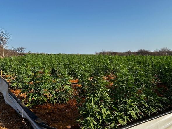 Imagem - Laboratório que produzia maconha 'gourmet' em Ilhéus é encontrado pela polícia