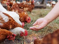Imagem - Mais países anunciam que vão deixar de comprar o frango do Brasil após caso de gripe aviária