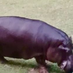 Imagem - Hipopótamo vindo de Santa Catarina chega ao zoológico de Salvador