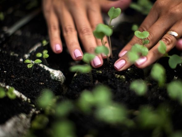 Imagem - Voluntários celebram Dia da Árvore com o plantio de mudas no Parque da Cidade