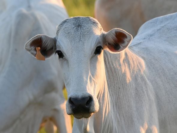 Imagem - Bahia tem o segundo maior aumento absoluto de bovinos do país em um ano