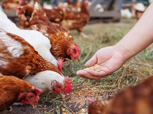 Imagem - Produção de ovos é a maior já registrada na Bahia mesmo com diminuição de galináceos, aponta IBGE