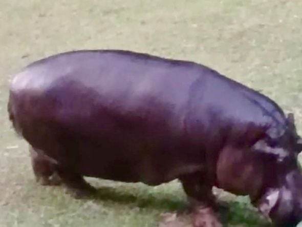 Imagem - Hipopótamo vindo de Santa Catarina chega ao zoológico de Salvador