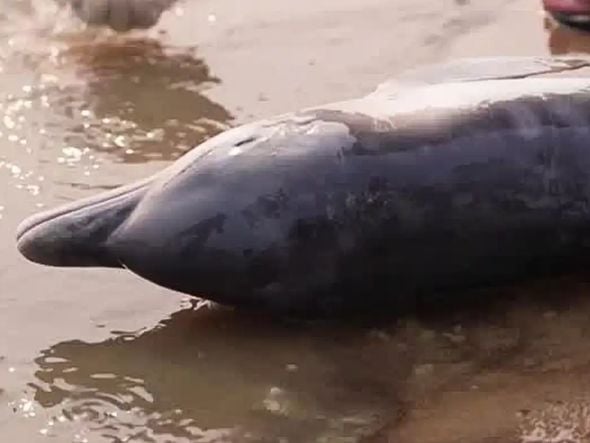 Imagem - Botos são encontrados mortos em lago do Amazonas por conta da seca