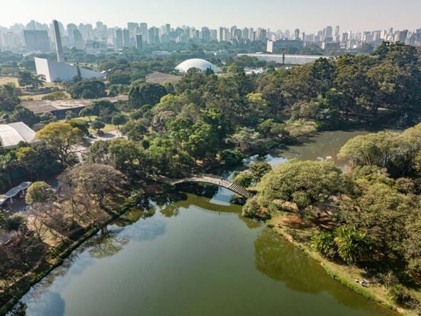 Imagem - Veja como as árvores ajudam a combater o calor nas cidades