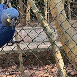 Imagem - Zoológico mostra arara-azul-de-lear ao público pela primeira vez; espécie é natural da Bahia