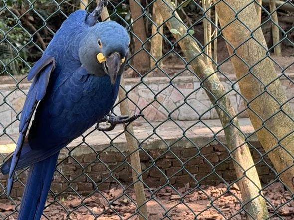 Imagem - Zoológico mostra arara-azul-de-lear ao público pela primeira vez; espécie é natural da Bahia