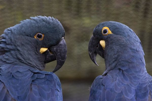 Arara-azul-de-lear