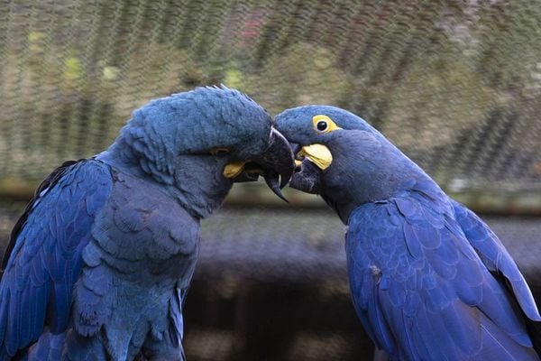 Arara-azul-de-lear