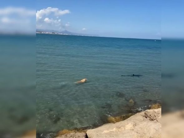 Imagem - Vídeo: Cachorro 'caramelo' pula no mar e morde tubarão