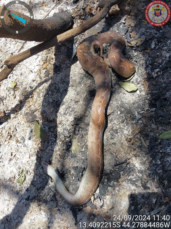 Cobra em incêndio na Bahia