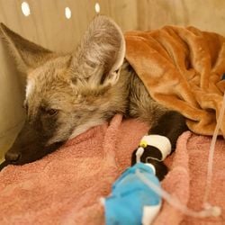 Imagem - Filhote de lobo-guará é resgatado com queimaduras em incêndio florestal no extremo oeste