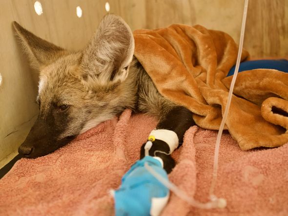 Imagem - Filhote de lobo-guará é resgatado com queimaduras em incêndio florestal no Extremo-Oeste