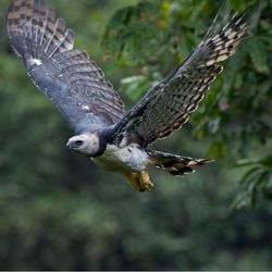 Imagem - O encontro da ave rara com o morador de uma cidade baiana