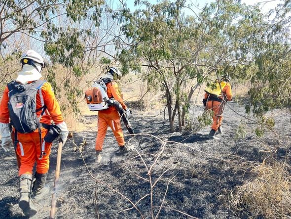 Imagem - Doze municípios baianos registram incêndios florestais no fim de semana