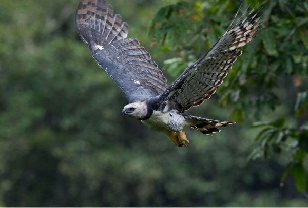 O avistamento é tido como incomum, sobretudo porque a ave estava em uma área urbana