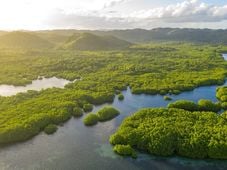 Imagem - Lei aprovada em Mato Grosso quer converter Amazônia em Cerrado